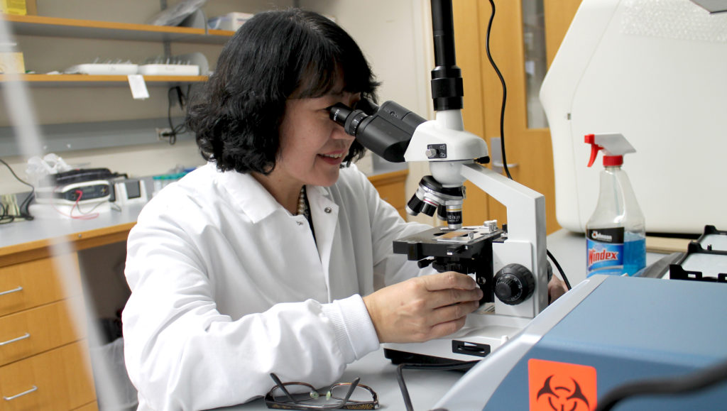 Jun Dai, assistant professor in the School of Pharmacy's Pharmaceutical Sciences Division, using a microscope.