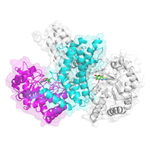 Crystal structure of human O-GlcNAcase in complex with aninhibitor
