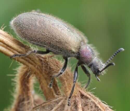 The Lagria villosa beetle is a soybean pest