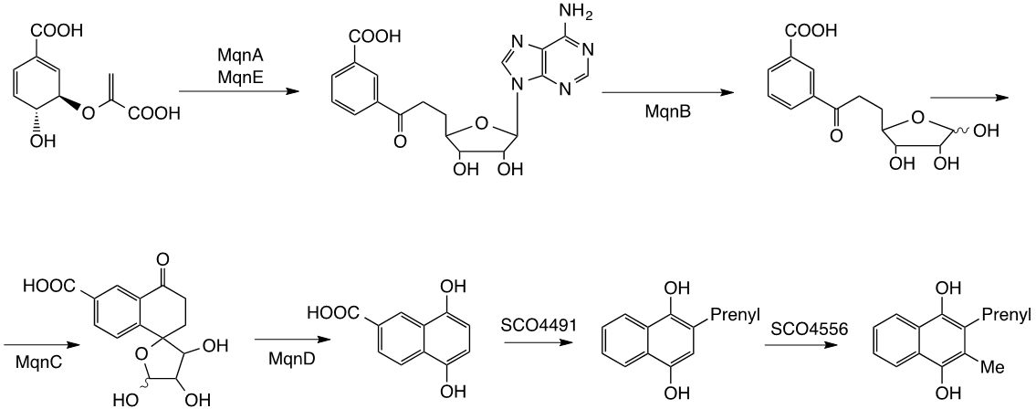 Diagram showing futalosine-dependent menaquinone biosynthesis 