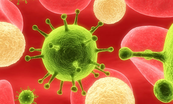 White blood cells fight off infection in the bloodstream.