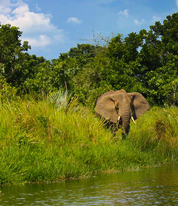 An elephant approaches a river's lush, grassy bank for a drink