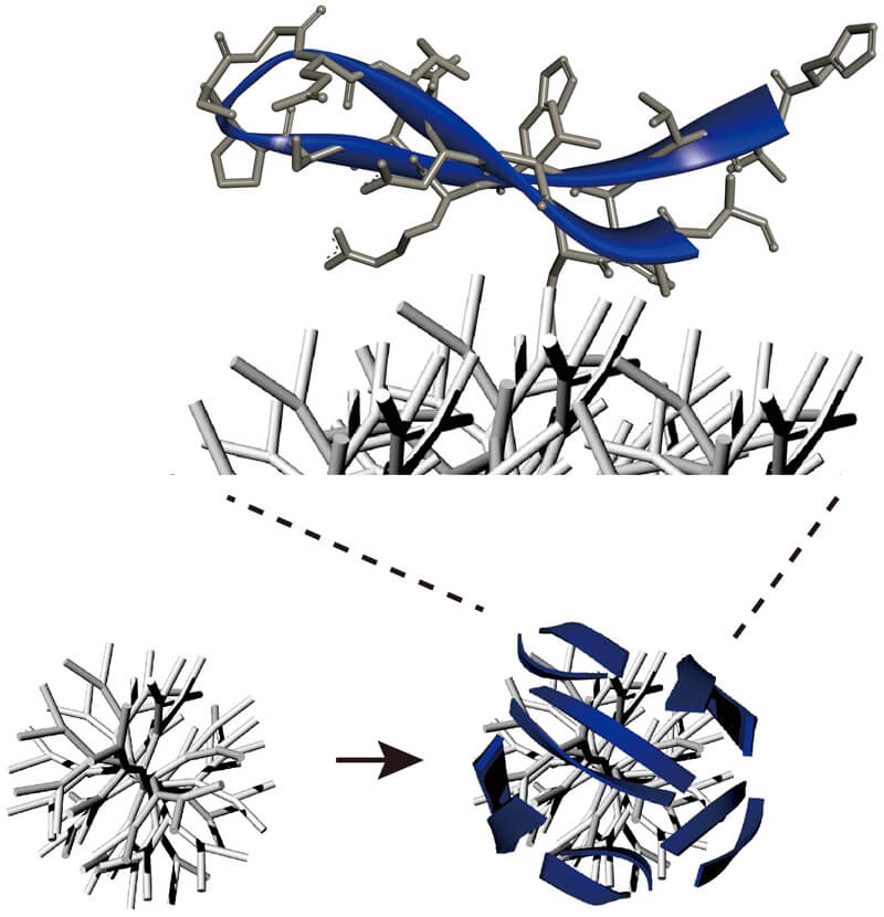 Sections of a T cell protein PD-1