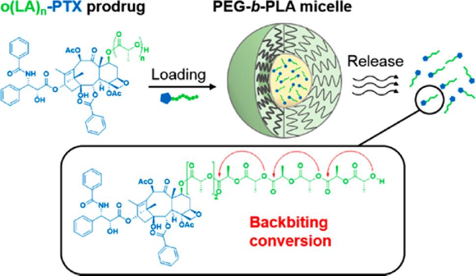 Abstract image: cells_prodrug_micelle_backbiting research