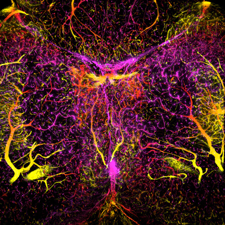 Blood vessels in an adult zebrafish brain