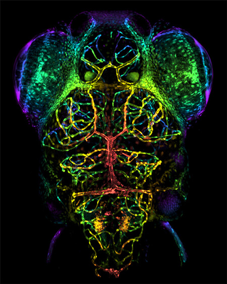 blood vessels in the brain of a live zebrafish larva